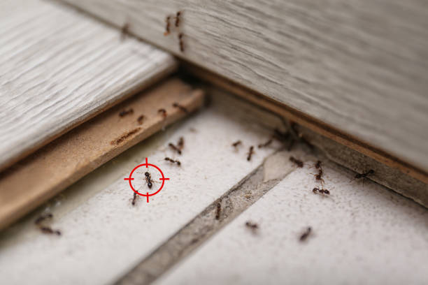 Best Bed Bug Extermination  in West Athens, CA